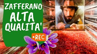 I SEGRETI DELLO ZAFFERANO raccolta mondatura essiccazione [upl. by Amada]