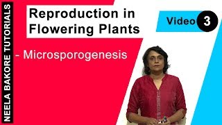 Reproduction in Flowering Plants  NEET  Microsporogenesis  Neela Bakore Tutorials [upl. by Sholeen627]