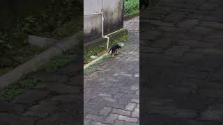 Poor limping cat trending viralvideo kindness [upl. by Page623]