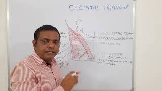 OCCIPITAL TRIANGLE ANATOMY ANATOMY LECTURE OF HEAD AND NECK [upl. by Nylrahs]