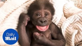 Playful baby gorilla laughs and cuddles with its surrogate mother [upl. by Downall]