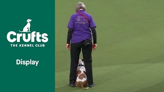 Super Staffies Take Over Crufts  Crufts 2022 [upl. by Eelanaj]