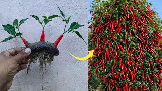 Simple method propagate chili tree with brinjal  how to grow chili tree at home [upl. by Recor]