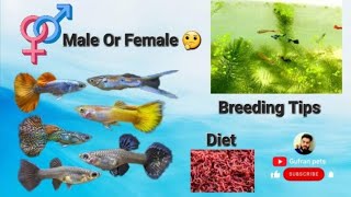 Guppy fish male female difference  breeding tips diet Gufranpets fish aquarium pets animals [upl. by Nyvets]