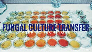 How to plate a fungal culture on a petri dish [upl. by Adamek]