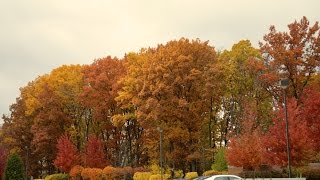 MIDWESTERN UNIVERSITY  DOWNERS GROVE CAMPUS [upl. by Nho44]