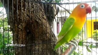 5 MENIT Lovebird ini HANYA NGETIK Tapi ANEH LOVEBIRD lain NYAUT NGEKEK Coba pada LOVEBIRD anda [upl. by Addy71]