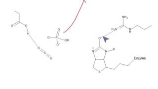 CHEM 407  Gluconeogenesis  Pyruvate Carboxylase [upl. by Aicatsal]