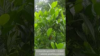 Jackfruit top working on hebbalasu Artocarpus hirsutus [upl. by Bohlin]