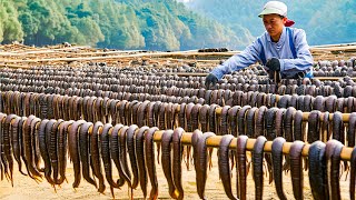 Leech Farming Technique  How Chinese Farm and Consume Billions of Leech  Leech Processing [upl. by Schiff]