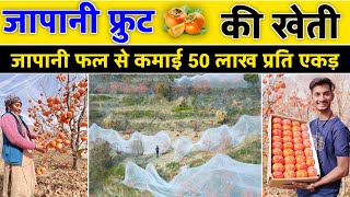 जापानी फल की खेती से 50 लाख  Persimmon fruit ki kheti  Persimmon fruit farming in India [upl. by Anahcar]