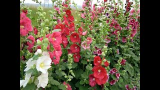 685  HOLLYHOCKS  Complete information  Grow Care amp Seed collection Hindi Urdu 19318 [upl. by Idelia]