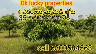 4 ఎకరాలు red soil mango farm call 6300584563 [upl. by Nwadrebma]