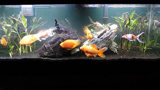 Comet and Fancy Goldfish with Parrot Cichlid Aquascape Update 51024 [upl. by Ahsinat42]