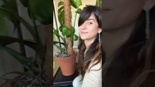 Transplante y tutor de Monstera monstera transplant plantcaretips plantlover [upl. by Artkele]