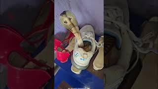 জুতোর ভিতরে পাওয়া গেলো বিশাল গোখরো সাপ 😱 viralvideo shortvideo snake bangla [upl. by Anitnelav]