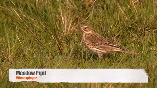 Meadow Pipit Anthus pratensis  Wiesenpieper [upl. by Jerrine162]