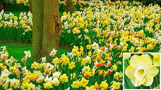 How to Plant Daffodil in the Border Spring Garden Guide [upl. by Jochebed202]