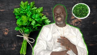 🌳Ndiarignou Persil  Petroselinum crispum   Pr Ousmane Ndiaye  SAMA XALAAT TV [upl. by Denver919]