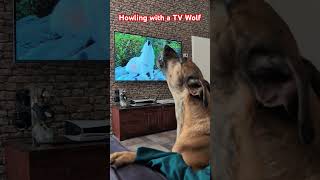 Howling with a TV Wolf🐶🚨🐺dog rescuedog galgo wolf trendingshorts funny [upl. by Gelasius471]