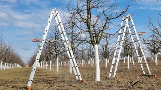 Rezidba šljive formiranje uzgojnog oblika u 3 godini pruning plum [upl. by Millburn]