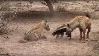 Honey badger VS Hyenas who is the king of rogue in Africa [upl. by Guimar]