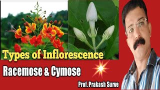 Types of inflorescence  Racemose amp Cymose  Class 11 Biology Practical  By Prof Prakash Surve [upl. by Annai893]