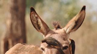 Yellowbilled Oxpecker 2018 [upl. by Leighland254]