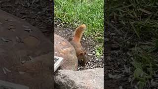 Adorable red squirrel ☺️🐿️backyardnaturebirds [upl. by Ulberto884]