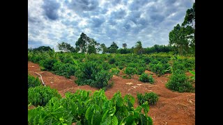 Coffee Farming in Uganda [upl. by Franzoni]