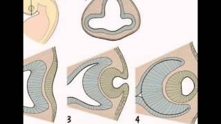 Development Of The Eye [upl. by Vita]