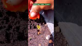 Tomatoes 🍅🍅🍅growing timelapse viral short tomatoes plants timelapse shorts [upl. by Westlund702]