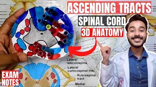 ascending tracts of spinal cord anatomy 3d  spinal cord tracts anatomy [upl. by Dorweiler]