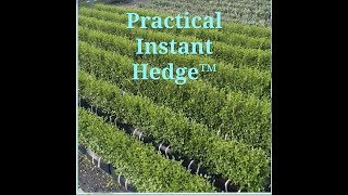 Practical Instant Hedge [upl. by Tnelc]