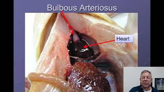 Ichthyology Lecture 04  Internal Anatomy [upl. by Brittnee211]