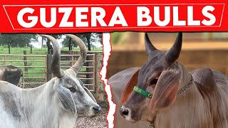 🔴 Guzera Bulls ✅ Biggest Bulls And Cow 7 [upl. by Arataj294]