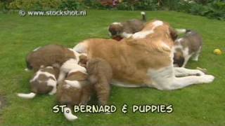 st bernard amp puppies [upl. by Lois334]