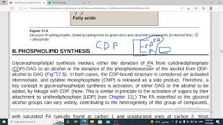 290 phospholipid synthesisoverview 1 [upl. by Suvart]