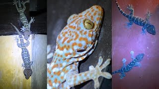 Wild Tokay Gecko Facts amp Mating call sound [upl. by Milks]