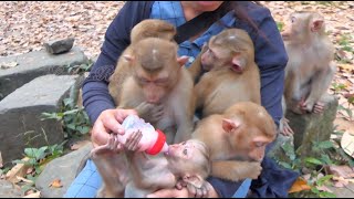 Mom KT providing milk for orphan monkeys [upl. by Nanreik]