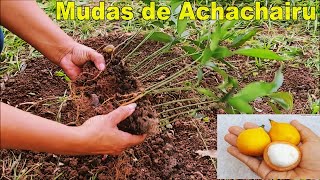 👉 SEPARANDO AS MUDAS 🌱 DE ACHACHAIRU PARA PLANTAR frutaexótica achachairu frutiferas 🌳🌳 [upl. by Enaile69]