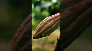 🔥 El Cacao Boliviano noticias alimentos curiosidades ultimo ultimominuto cacao [upl. by Deraj]