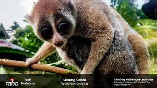 Sunda Slow Loris [upl. by Alyakim109]