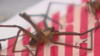 Brown Recluse Spiders A Problem For Many Homeowners [upl. by Imelida]