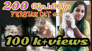 200 രൂപക്ക് നിങ്ങൾക്കും സ്വന്തകമാകാം Persian CatPersian catsPersian Cat pricePersian cat sale [upl. by Knudson]