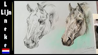 Hoe teken je een Paardenhoofd  anatomie studie Paard [upl. by Sabelle]