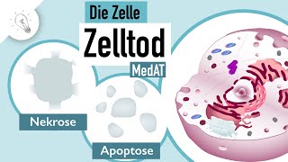 Zelltod Apoptose amp Nekrose  MedAT  Biologie [upl. by Roid]