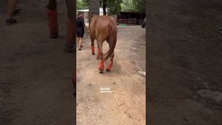 STRINGHALT SEVERE CASE UPDATE AFTER 2 PEMF SESSIONS equinebodywork pemf horsecare [upl. by Sher]