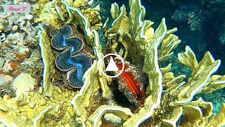 Bénitier et Huître perlière Pinctada margaritifera de mer rouge [upl. by Warfield828]