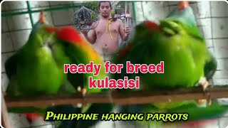 HANDA NG MGA ALAGA NATIN PARA SA BREEDINGkulasisi birds kusiparrot [upl. by Loftis]